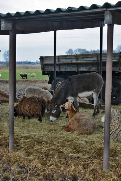 Sheep and donkey in a pen. Eco-park. Household
