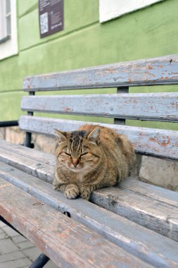 Bankta oturan sevimli kedi.