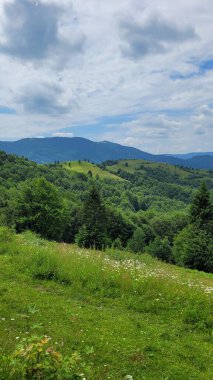 Mavi gökyüzü ve bulutlar ile yeşil orman