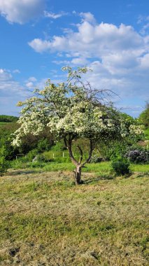 Doğanın güzel manzarası