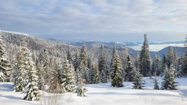 Karla kaplı ağaçlarla kaplı kış manzarası