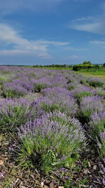 Provence 'deki lavanta tarlası