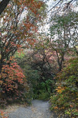 Sonbahar manzarası, parktaki renkli yapraklar.