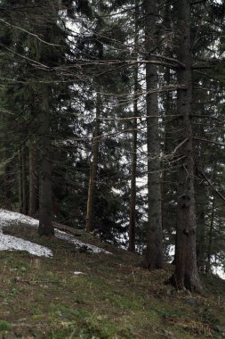Kışın ormanın güzel manzarası