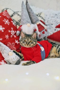 Noel süveteri içindeki komik kedi yavrusu, şenlik dekoruna karşı.