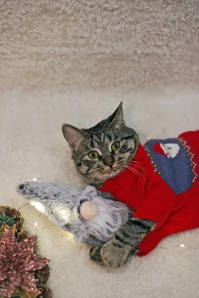 Kedi Noel cücesine sarılıyor, Noel süveteri örüyor, Noel baskılı kırmızı süveter giyiyor.