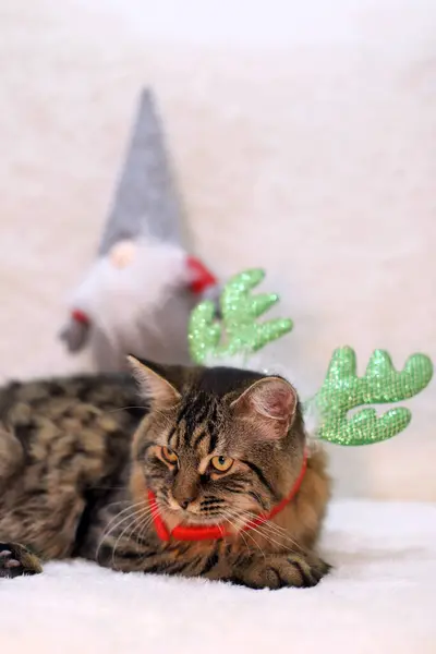 Sevimli kedi halıda yatıyor Ren geyiği boynuzlarıyla Noel süslemesiyle