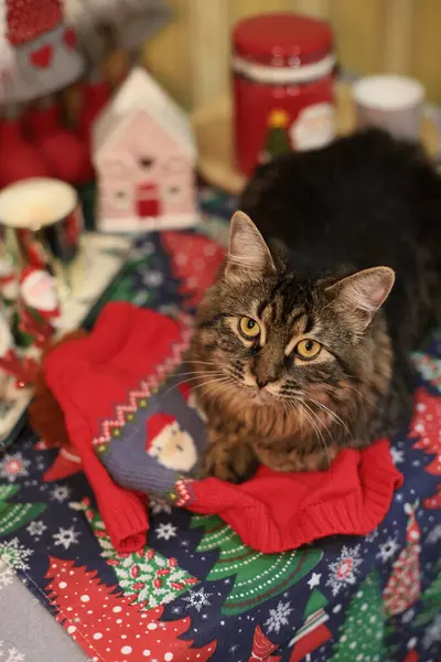 Gri kedi Noel süveteri örüyor, tatil dekorunda.