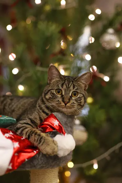 Güzel gri bir kedi bir Noel ağacının arka planında kanepeye uzanır, kedi pençelerinde kırmızı bir Noel Baba şapkası tutar.