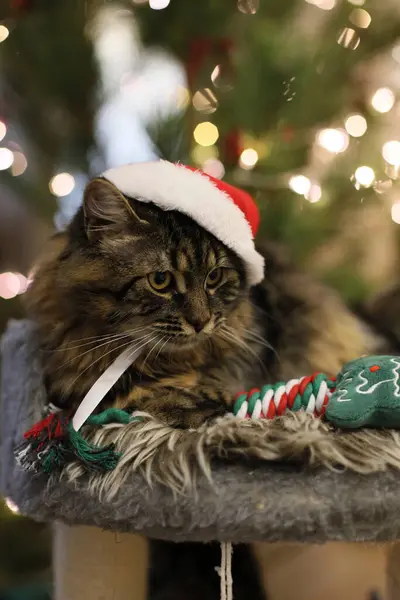 Yeşil bir Noel ağacına karşı Noel Baba şapkasıyla yastıkta oturan gri kedi.