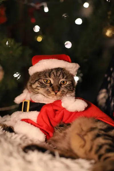 # Kırmızı Noel Baba kostümlü gri kedi # # Yastığa uzanmış şapkalı # # Çiçekli Noel ağacının arka planında #