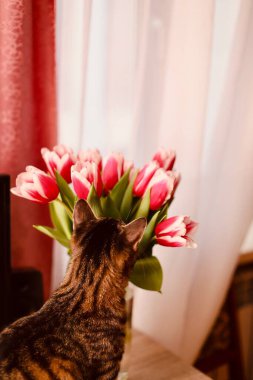 Bir buket lale içinde sevimli bir kedi..