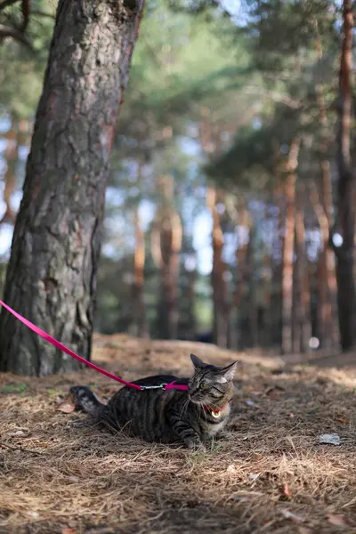 Çam ormanında tasmalı gri kedi yerde oturuyor.