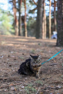 Çam ormanındaki komik gri kedi. Kedi çam iğnelerinin arasından tasmayla geçer ve korkuyla kameraya bakar..