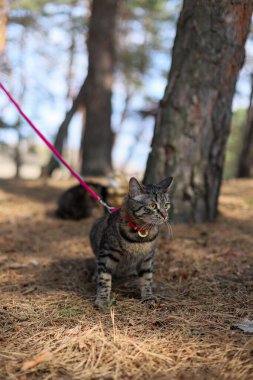Ormanda bir kedi yürüyor. tasmalı bir kedi.
