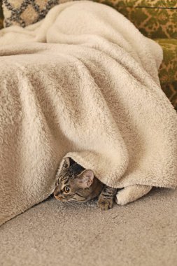 Evdeki kanepede uyuyan sevimli kedi yavrusu. evcil