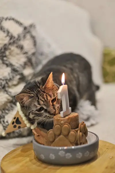 Kedi yanan mumla doğum günü pastasının yanında duruyor. Cat 'in doğum günü