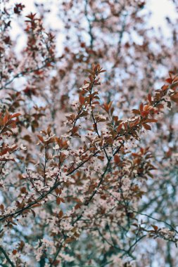 Gökyüzüne karşı pembe çiçekli ağaç dalları. Erik ağacı