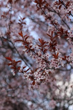 İlkbaharda erik çiçeği. Ağaçta pembe çiçekler.