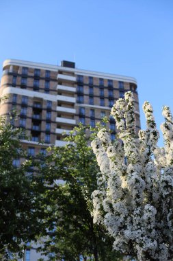 Şehirdeki modern bina, çiçek açan ağaçların arka planına karşı.