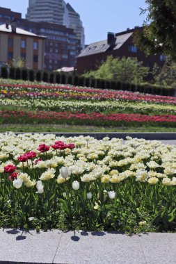 Parktaki güzel bahçe. Şehir ortamında laleler. Dnepr Ukrayna