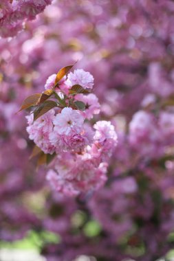 Ağaçta Japon kiraz çiçeği. pembe çiçekler