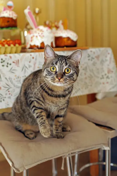 Kedi mutfakta oturuyor, bir sandalyeye oturuyor ve kameraya bakıyor.