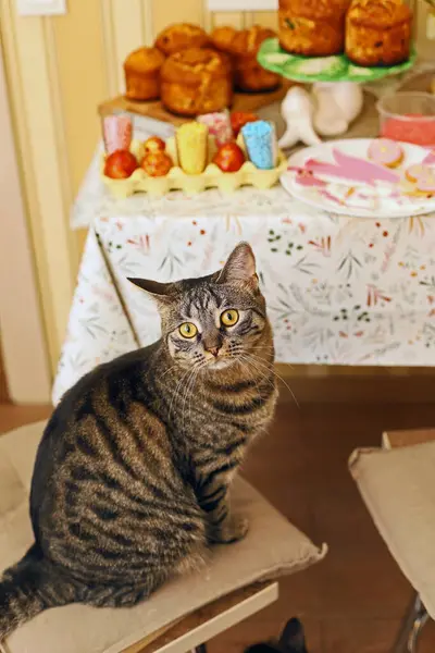 Bir kedi mutfakta bir sandalyeye oturur ve üzerinde tatil malzemeleri olan bir masanın yanındaki kameraya bakar..
