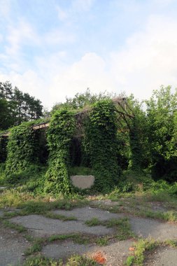 Sarmaşık ve sarmaşıklarla kaplanmış terk edilmiş eski bir bina.