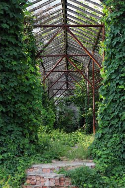 Şehirde terk edilmiş eski bir bina. Metal yapılardan yapılmış sera içeriden görünüyor.