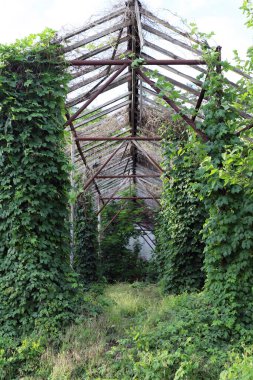 Sarmaşıkla kaplanmış kirişlerden yapılmış terk edilmiş eski bir binanın iskeleti.