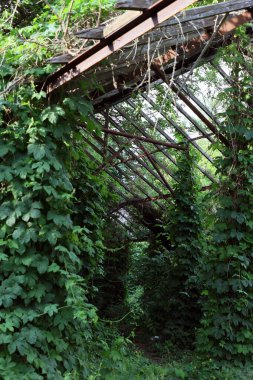 Ormanda terk edilmiş metal bir ev.