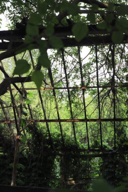 Ormandaki eski metal yapılar, sarmaşıkla kaplanmış yapılar.