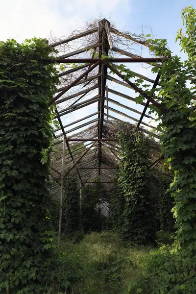 Ağaçların ve sarmaşıkların arasında terk edilmiş eski bir sera, metal yapı.