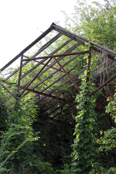 Terk edilmiş metal sera bitkiler, sarmaşıklar ve ağaçlarla kaplı.