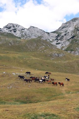 Dağlarda otlayan vahşi at sürüsü. Karadağ, Durmitor Ulusal Parkı, Durmitor Massif
