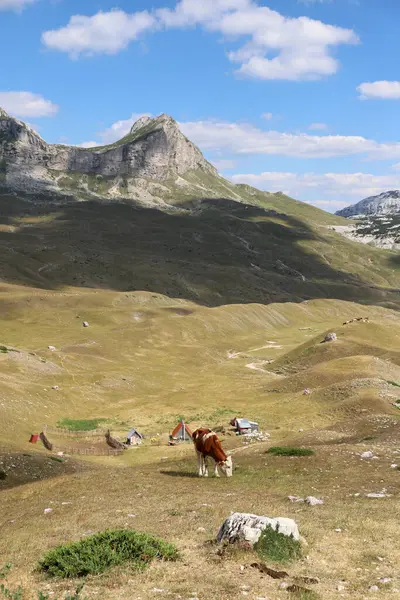 Kuzey Karadağ 'daki Sedlo dağı geçidi. Bir çayırda otlayan inek sürüsü