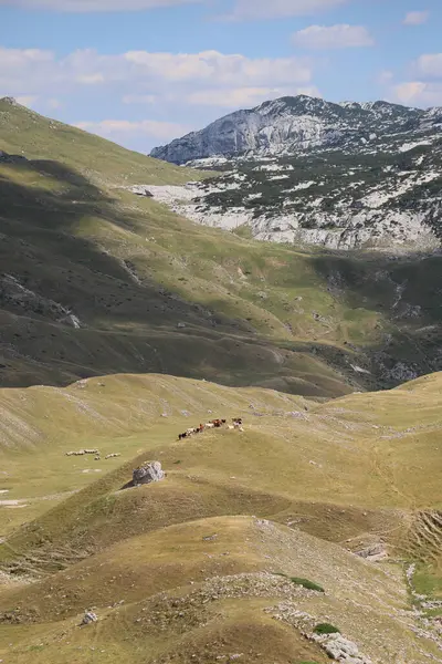 Karadağ: Durmitor Ulusal Parkı - Sedlo Geçidi. Dağların arasında otlayan bir koyun sürüsü. Dağ duraklarında panorama