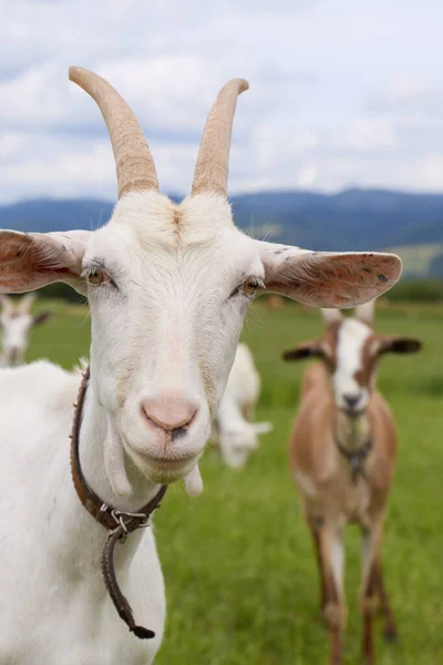 White Goat Looking Camera Herd Goats Background — Stock Photo, Image