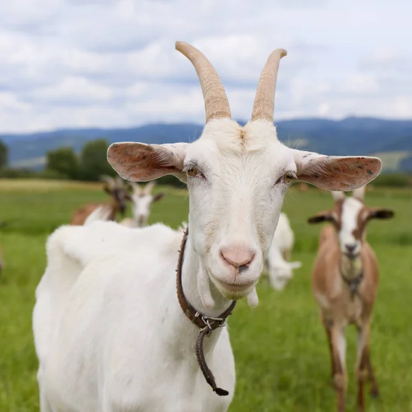 Uma Cabra Branca Olhar Para Câmara Uma Manada Cabras Fundo — Fotografia de Stock