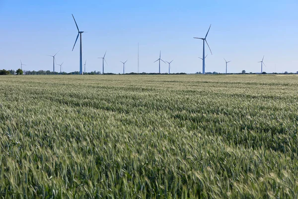 Wind turbine among green ears of grain crops. Windmill turbine is environmentally friendly source of energy. Harvesting of wheat ears. Gathered crops on field of agricultural farm. Poland
