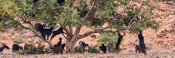 Goats Graze Argan Trees Morocco — Stock Photo, Image