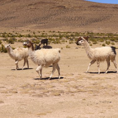 And Dağları, Bolivya 'da bir yaylada serbest otlayan lama lama.