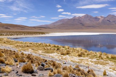 Avaroa Ulusal Parkı. Serene Bolivya dağlık gölünde pembe flamingolarla çevrili altın pampalar. Arka planda dramatik And Dağları mavi gökyüzünün altında ince bulutlarla.