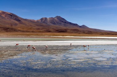 Bolivya 'daki Eduardo Avaroa Ulusal Parkı' nda muhteşem bir dağ zeminiyle sığ tuz gölünde yüzen pembe flamingolar. Volkanik tepelerin üzerindeki açık mavi gökyüzü.