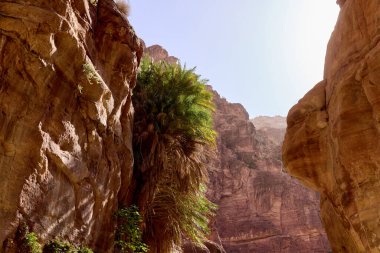 Wadi Ghuweir Kanyonu 'nda palmiye ağaçları yetişiyor, Jordan. Çöl vahasında, sarp kumtaşı duvarları arasında güneş ışığına doğru uzanan palmiye ağaçları çöl ortamlarında yaşamın uyumluluğunu gözler önüne seriyor.