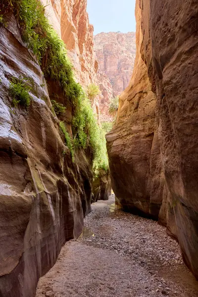 Ürdün 'deki Wadi Ghuweir Kanyonu' nun duvarları boyunca yemyeşil bir bitki örtüsü. Yeşil bitkilerle dolu çöl vahası bu dar geçitin mikro ikliminde gelişiyor, kırmızı kumtaşı duvarlarla tezat oluşturuyor..