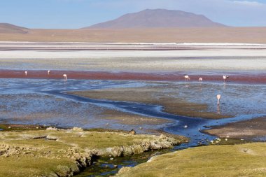 Flamingolar, Bolivya 'daki Avaroa Ulusal Parkı' nın renkli sularında sakin bir şekilde yürürler ve uzak dağlarla güneşli bir öğleden sonra boyunca büyüleyici doğal güzelliklerini sergilerler..