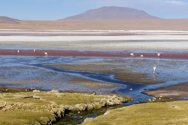 Flamingolar, Bolivya 'daki Avaroa Ulusal Parkı' nın renkli sularında sakin bir şekilde yürürler ve uzak dağlarla güneşli bir öğleden sonra boyunca büyüleyici doğal güzelliklerini sergilerler..