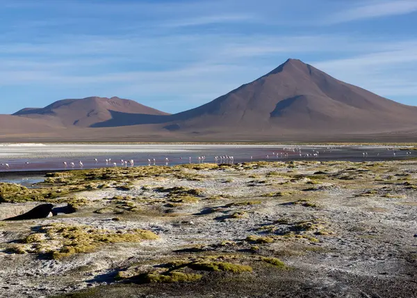 Flamingolar, Bolivya 'daki açık mavi gökyüzünün altında geniş tuz düzlükleri ve görkemli dağlarla çevrili Avaroa Ulusal Parkı' nın sığ sularında beslenir..